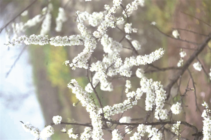 2 【花开涪州】(分离图)a0b8f57(23856)-20230310091458.jpg