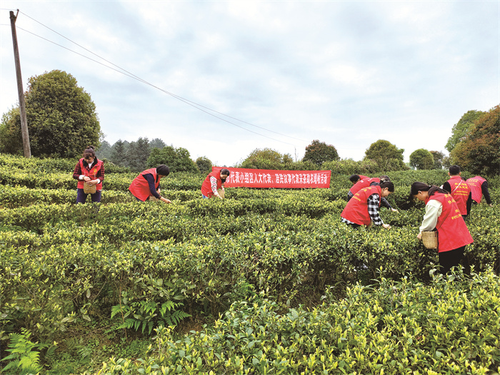 (2)人大代表助农采茶暖人心(分离图)区(76658)-20230413094800.jpg