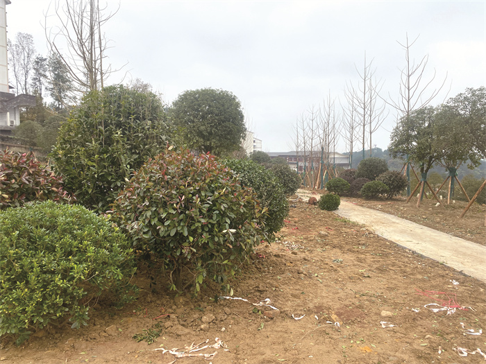 主题教育见实效 青羊镇首个公园开建((541168)-20231226084909.jpg