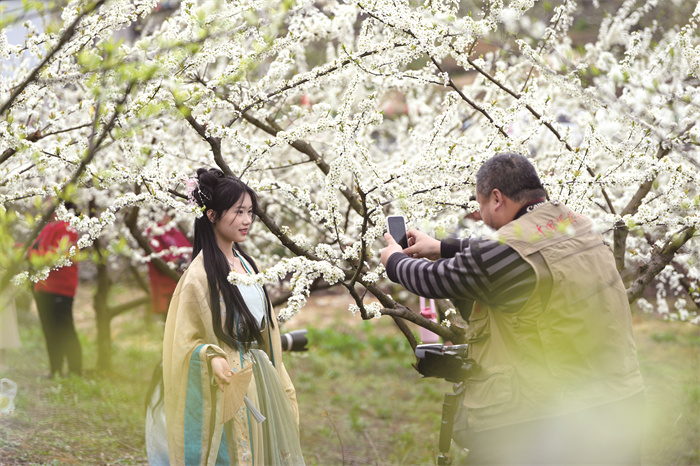 4000亩李花绽放 百胜镇百兴村首届李花(709234)-20240319162754.jpg