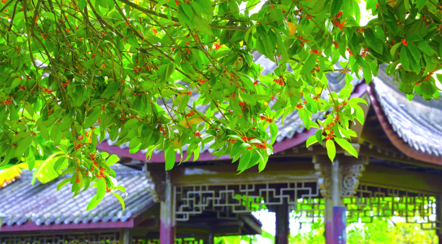 白鹤森林公园桂花飘香.png
