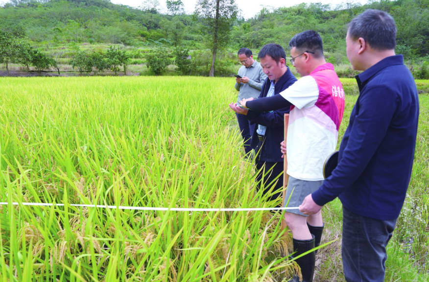 再生稻现场测产.png