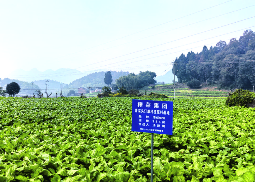 涪陵榨菜集团在青菜头订单原料种植基地设立的标识牌 杨小强 摄.png