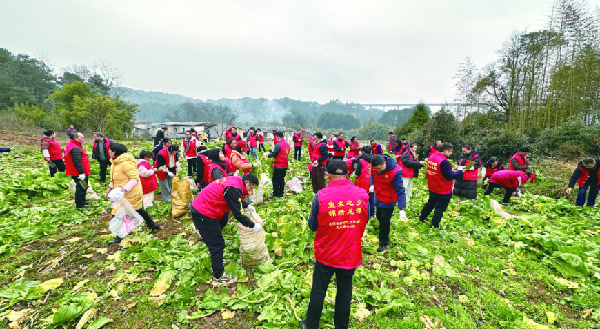 志愿者助农收砍青菜头 记者 张小燕 摄.png