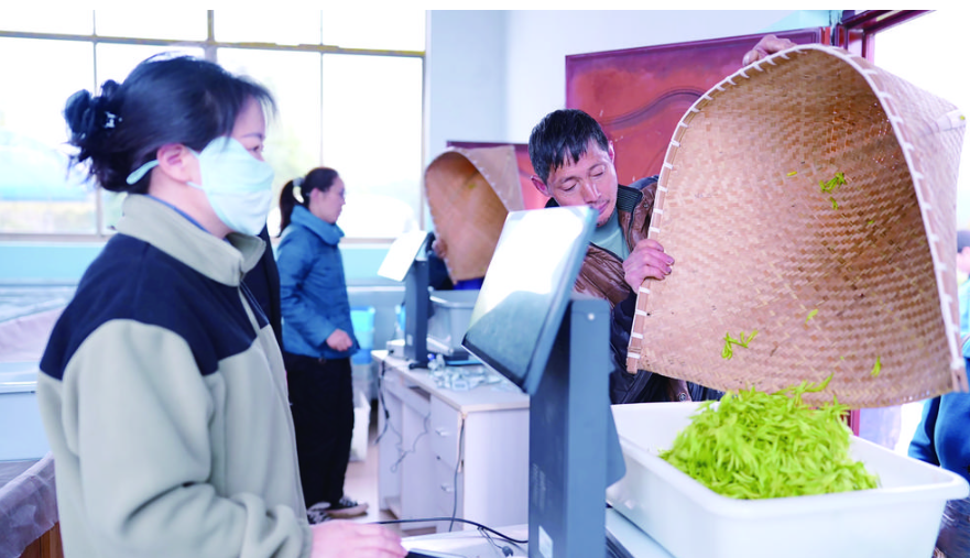 AI机器人给茶叶评级 记者 夏雷 摄.jpg